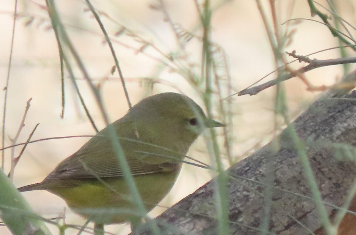 Orange-crowned Warbler - ML646406229