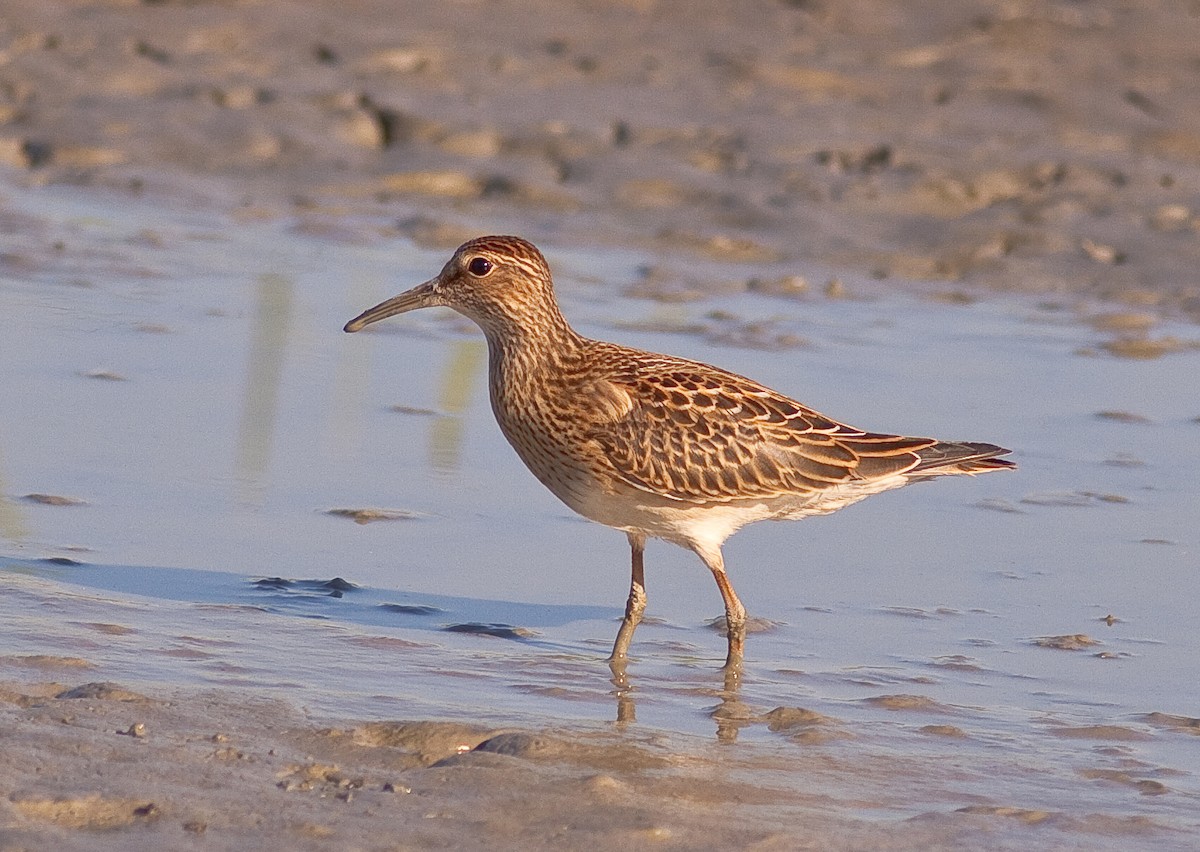 美洲尖尾濱鷸 - ML646406232