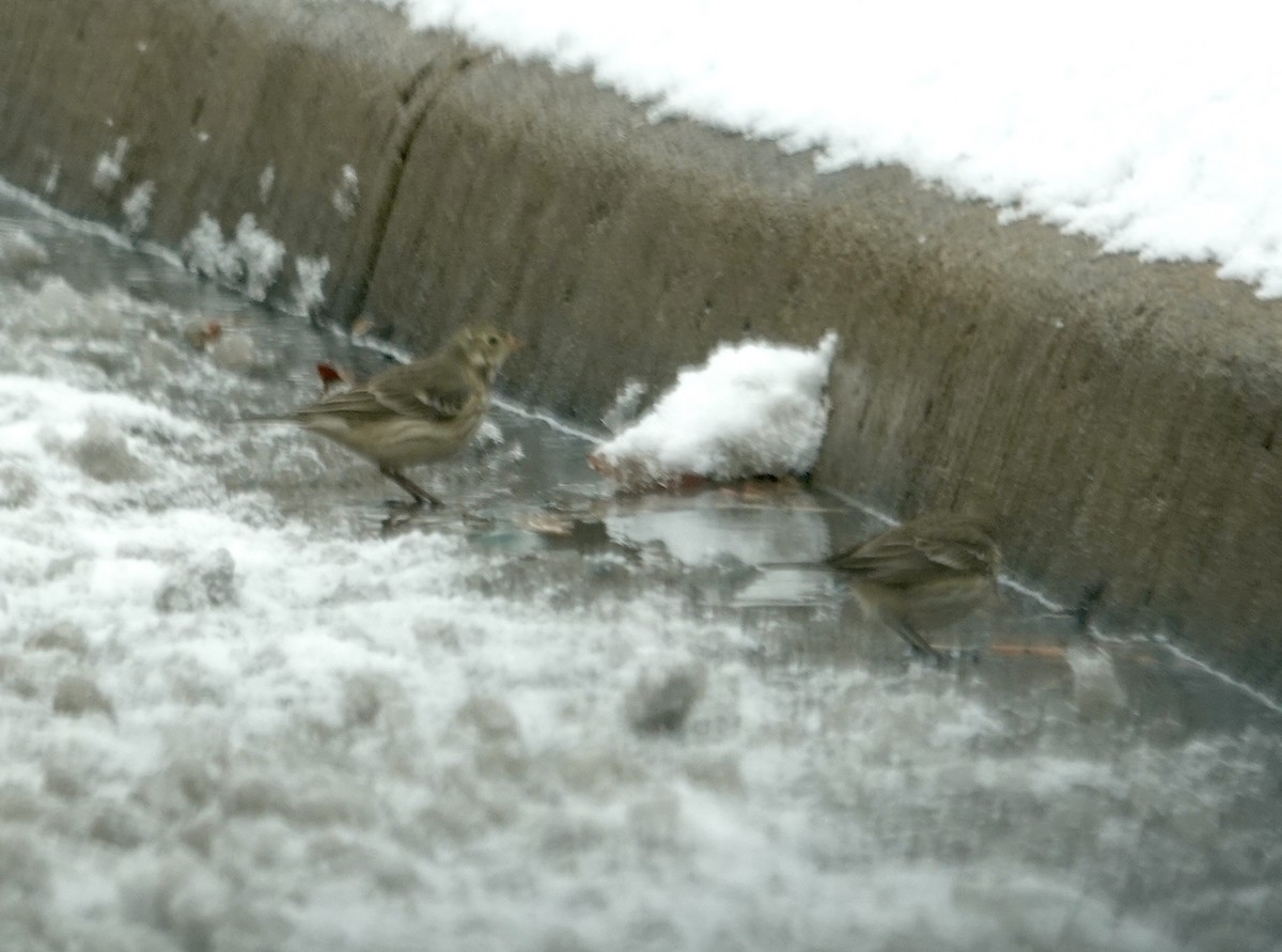 American Pipit - ML646406234