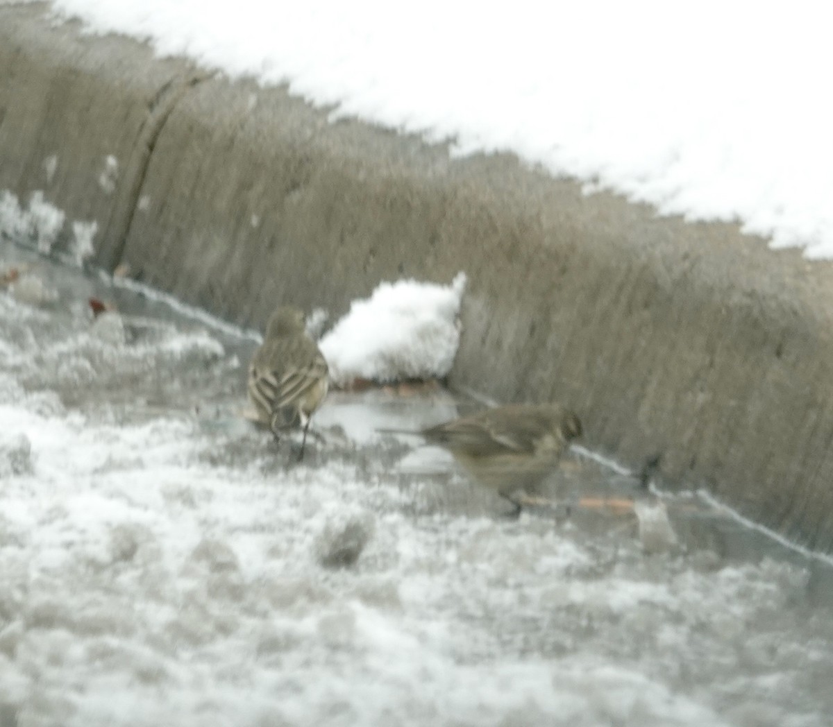 American Pipit - ML646406235