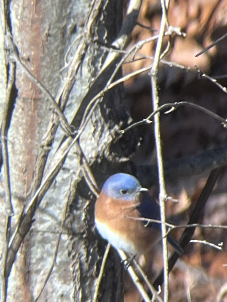 ルリツグミ - ML646406237