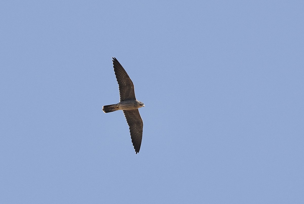 Серебристый чеглок - ML646406238