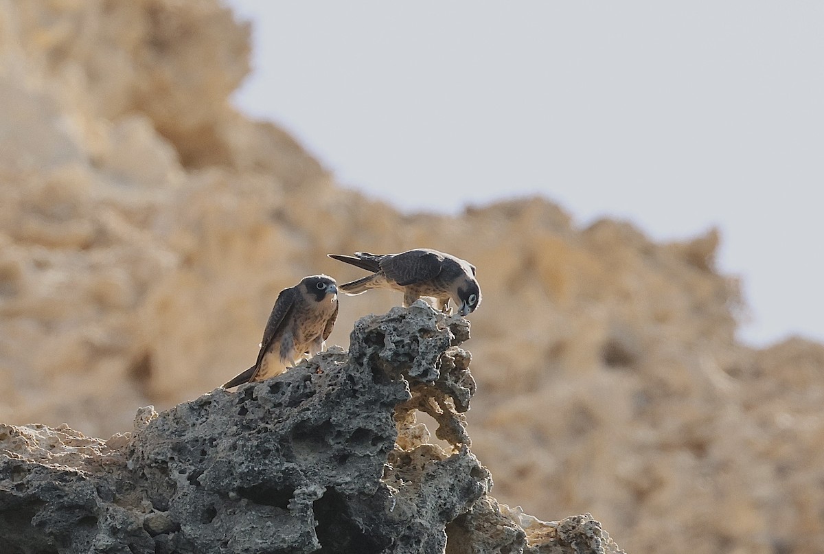Серебристый чеглок - ML646406239