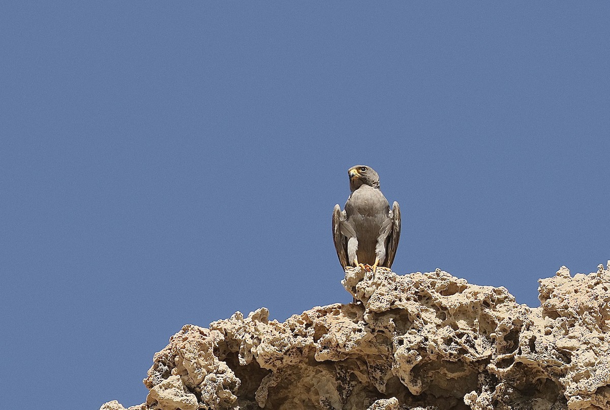 Серебристый чеглок - ML646406240