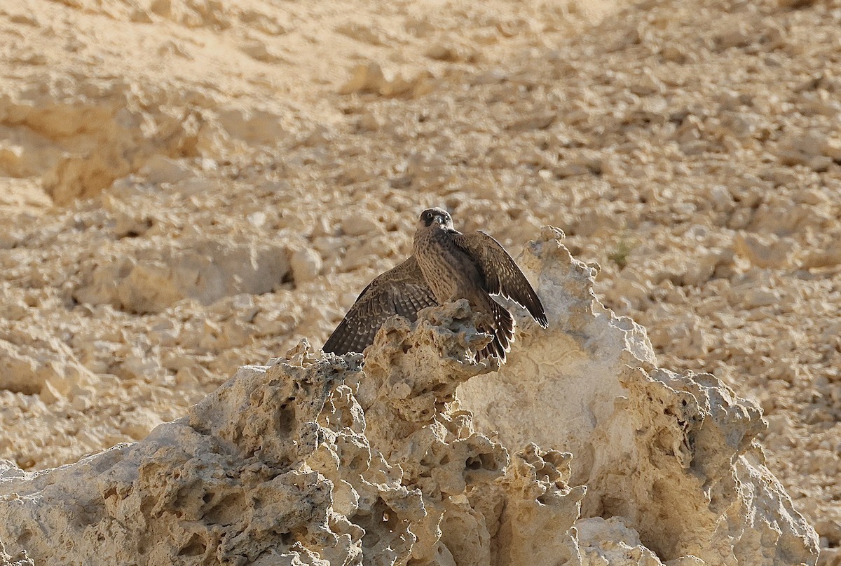 Серебристый чеглок - ML646406242