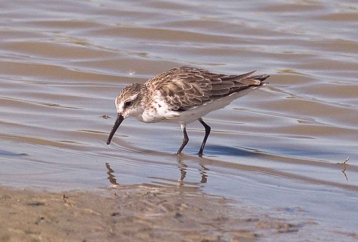 西濱鷸 - ML646406243