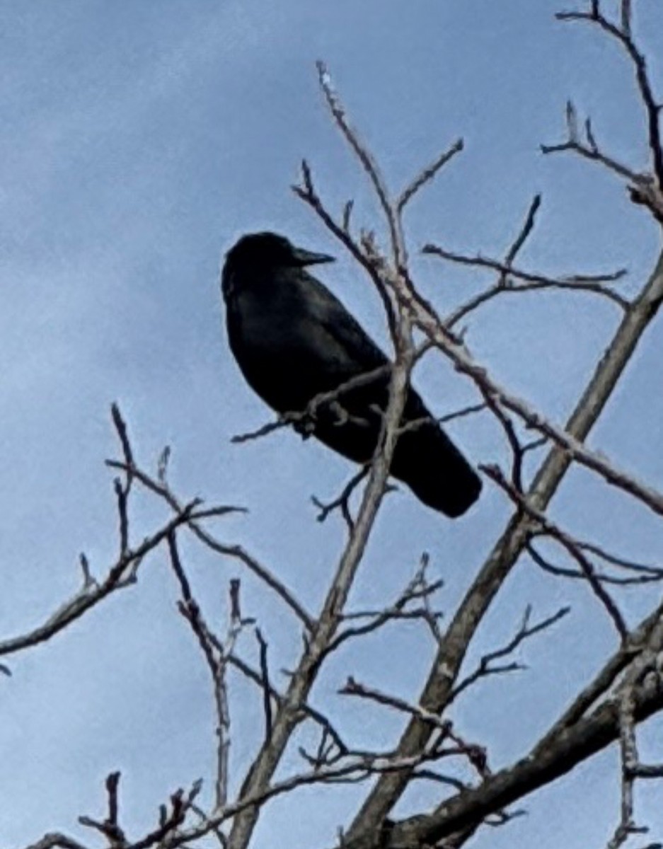 American Crow - ML646406244