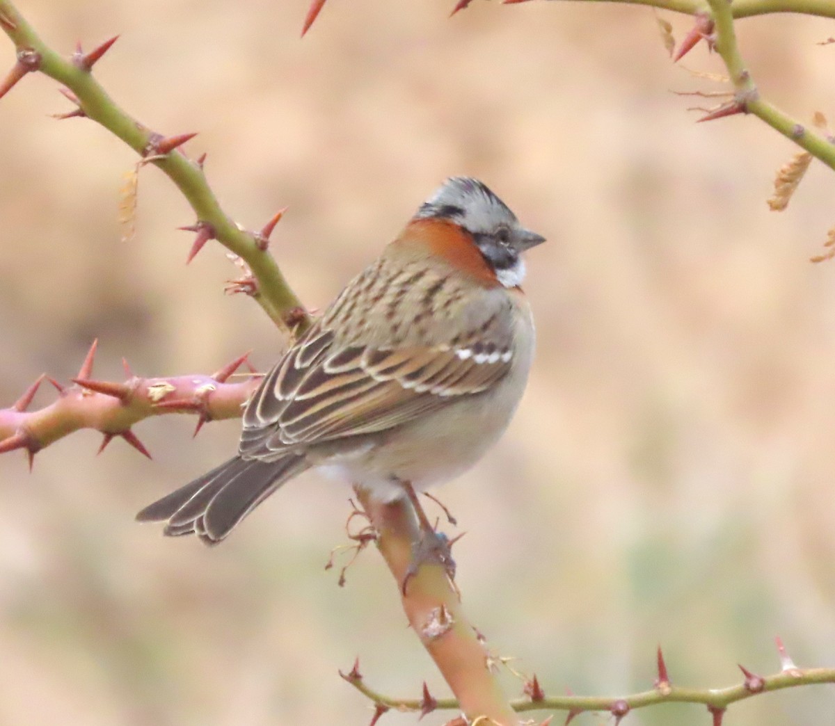 Rufous-collared Sparrow - ML646406249