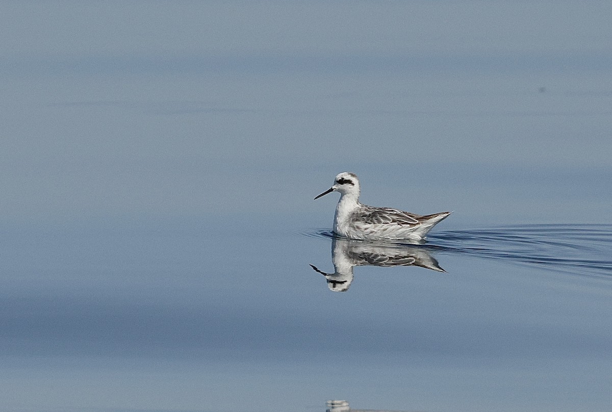 Плавунець круглодзьобий - ML646406250