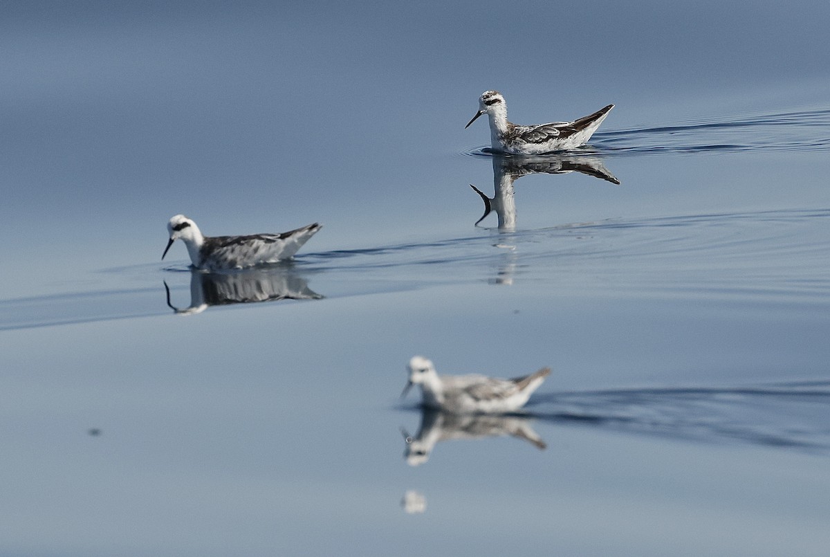 Плавунець круглодзьобий - ML646406251