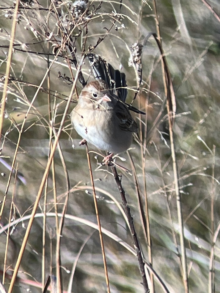 ヒメドリ - ML646406253