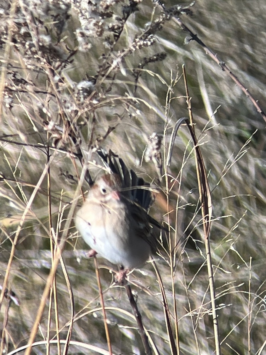 ヒメドリ - ML646406254