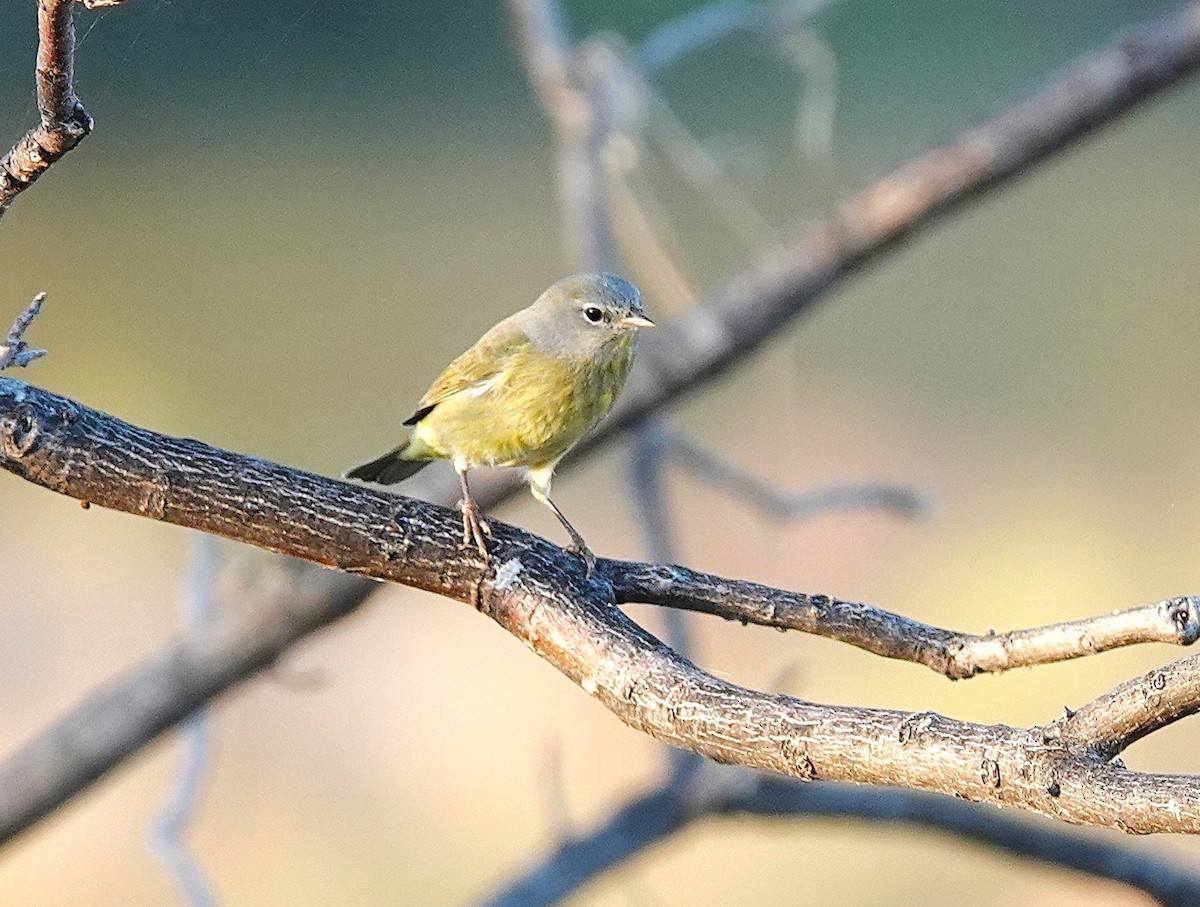 Orange-crowned Warbler - ML646406256