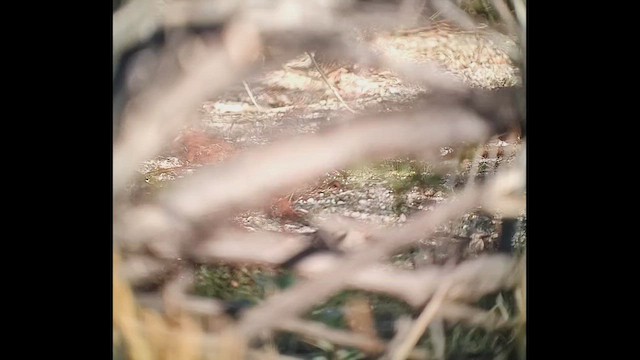 White-crowned Sparrow - ML646406257