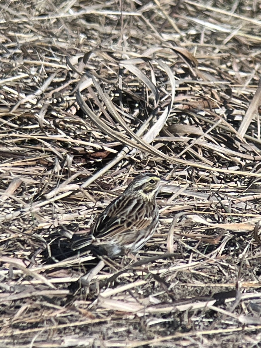 Savannah Sparrow - ML646406258