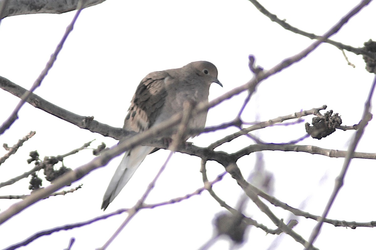 Mourning Dove - ML646406263
