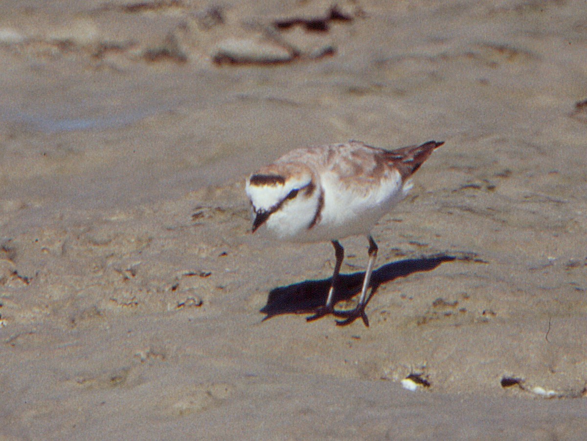 Kentish Plover (Kentish) - ML646406266