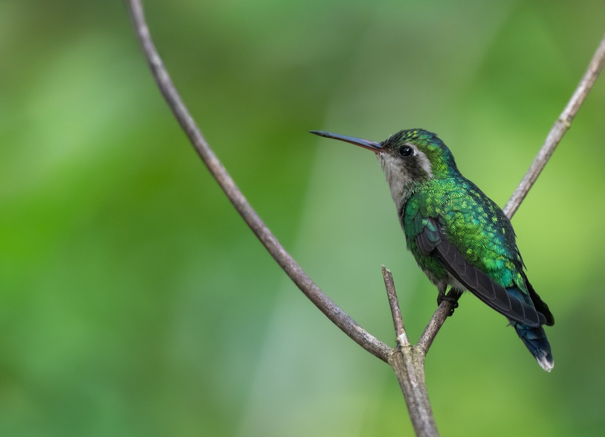 kolibřík cozumelský - ML646406267