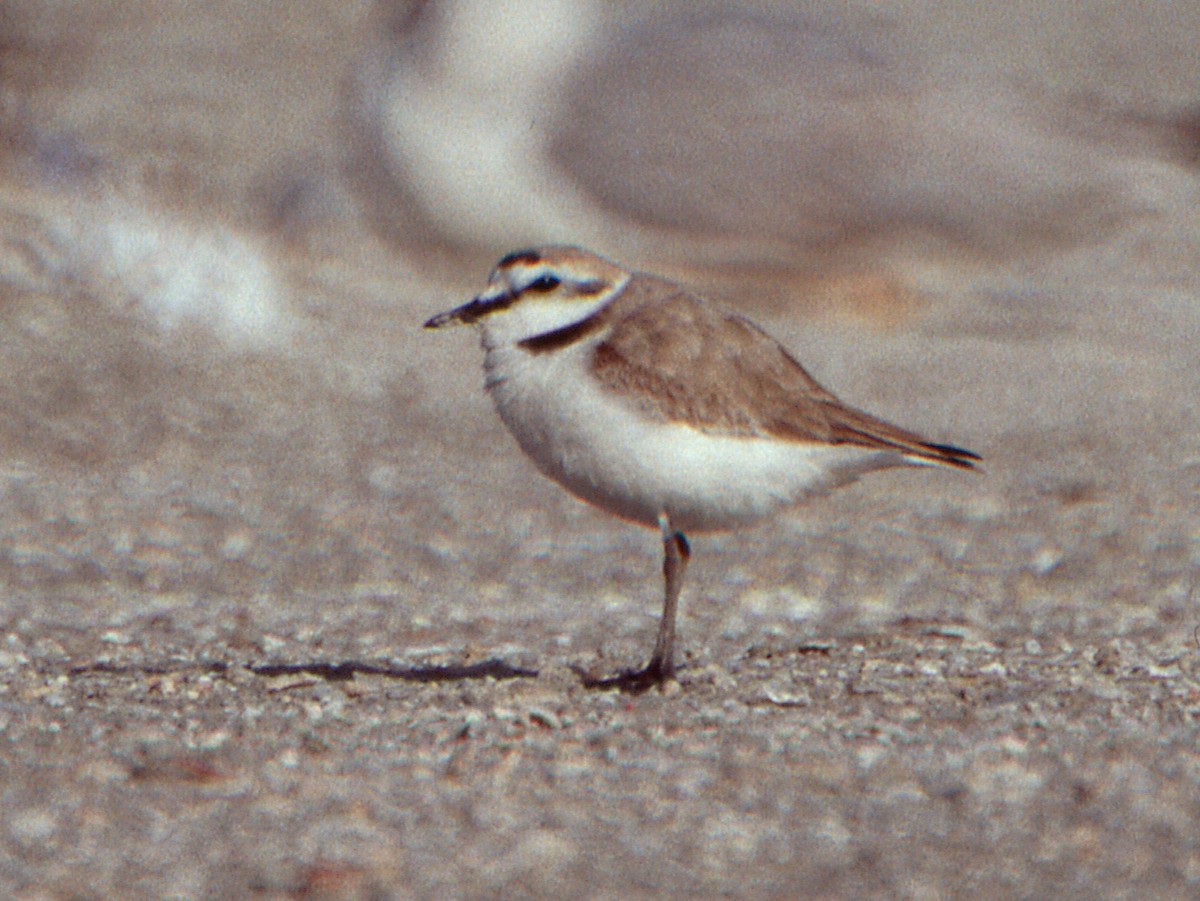 Kentish Plover (Kentish) - ML646406269