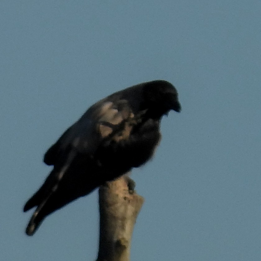 Erroi handia - ML646406270