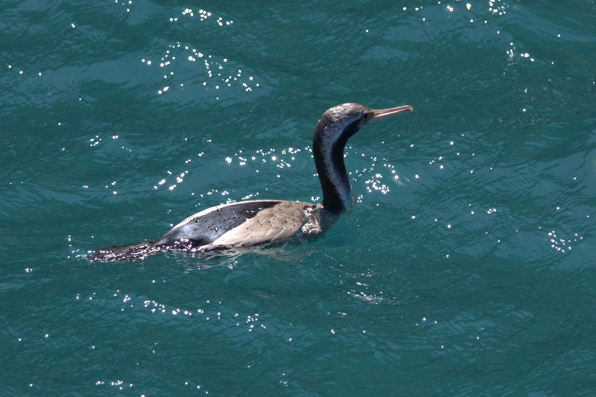 hvithalsflekkskarv - ML646406271