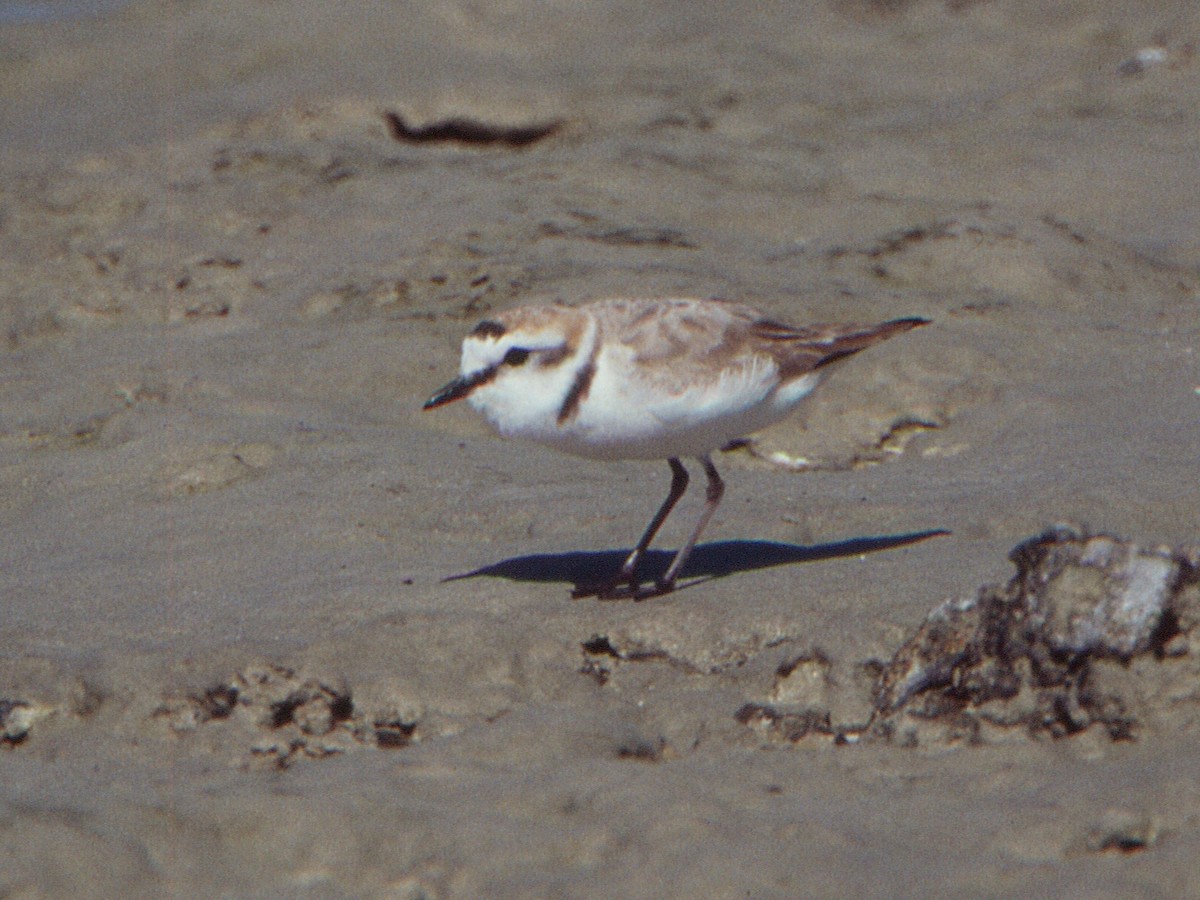 Kentish Plover (Kentish) - ML646406272