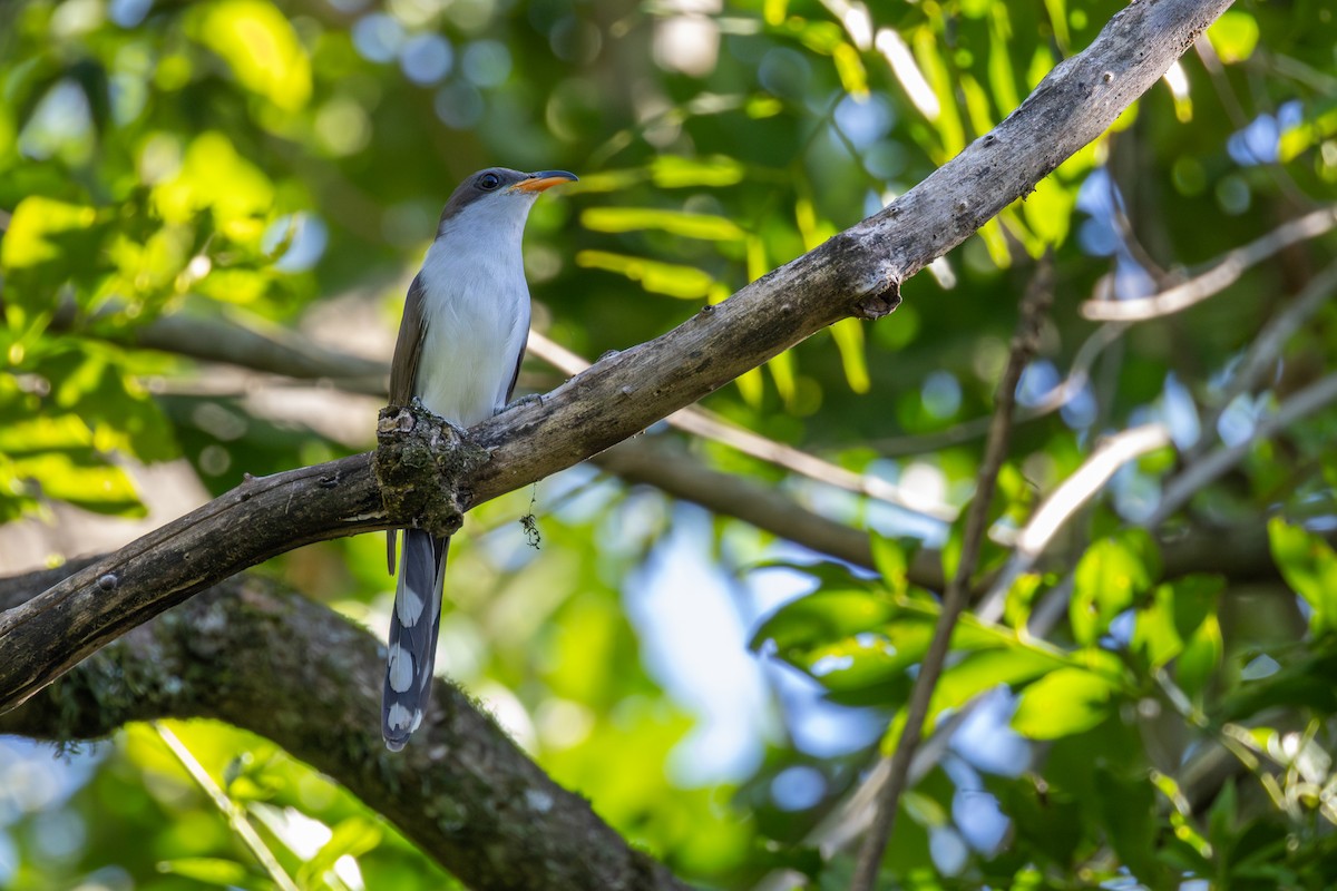 ギンムネカッコウ - ML646406276