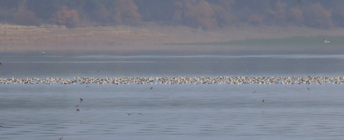 Lesser Black-backed Gull - ML646406278
