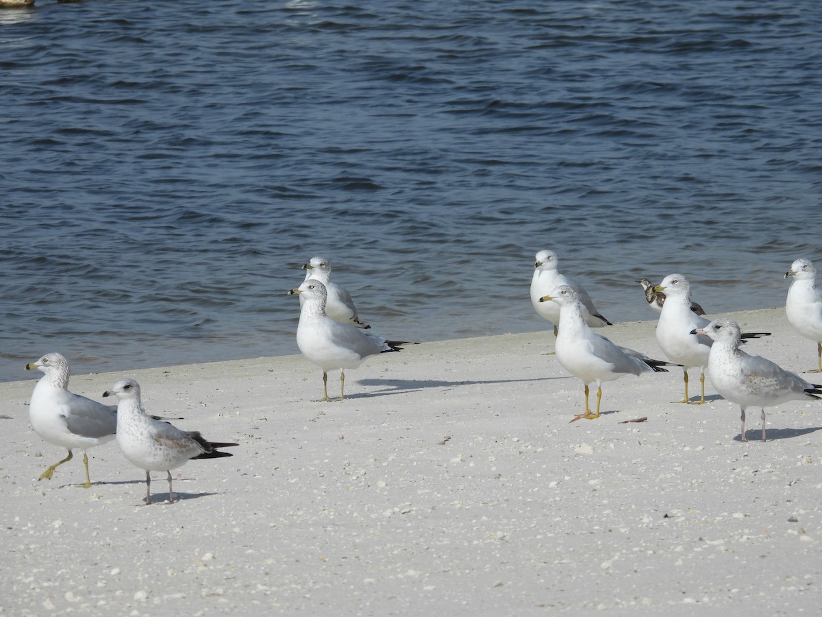 Алаг хайргач - ML646406279