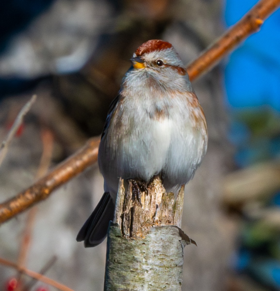 American Tree Sparrow - ML646406280