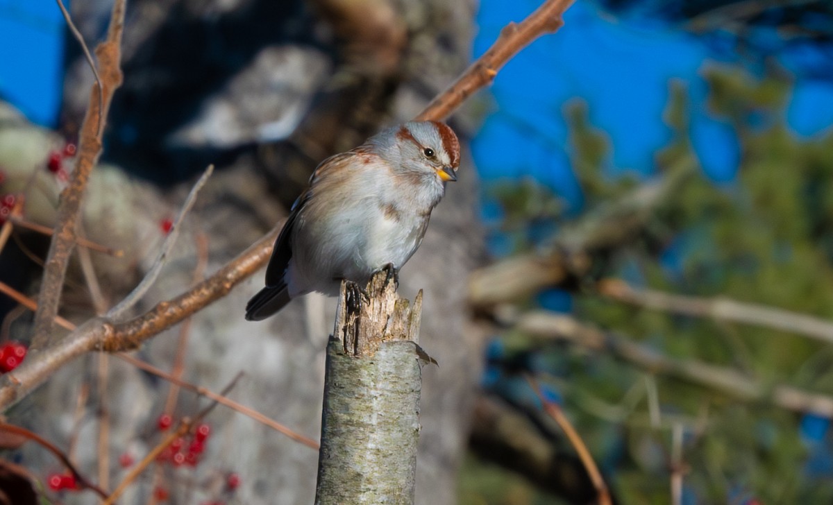 American Tree Sparrow - ML646406281