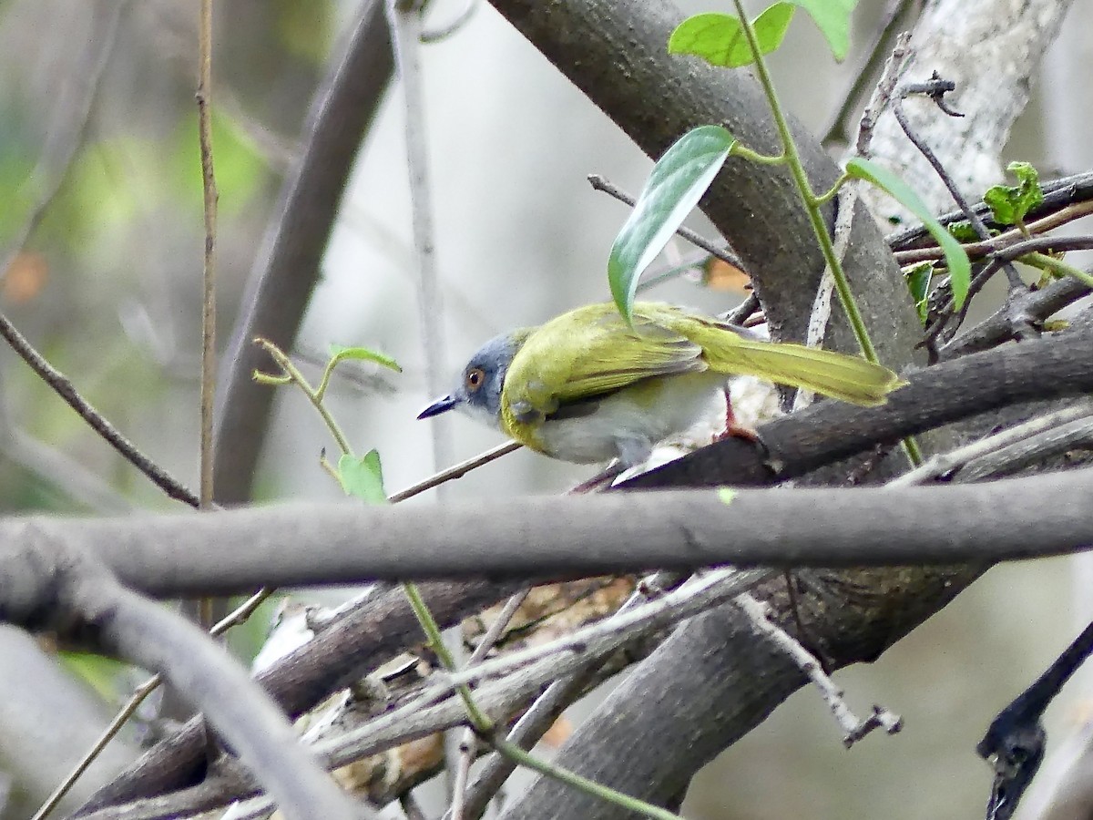 Желтогрудый апалис [группа flavida] - ML646406282