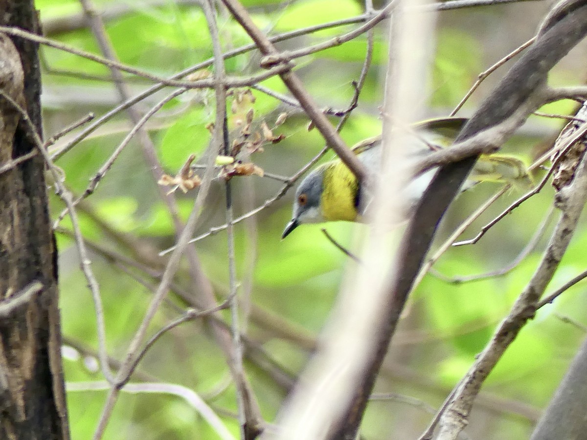 Желтогрудый апалис [группа flavida] - ML646406283