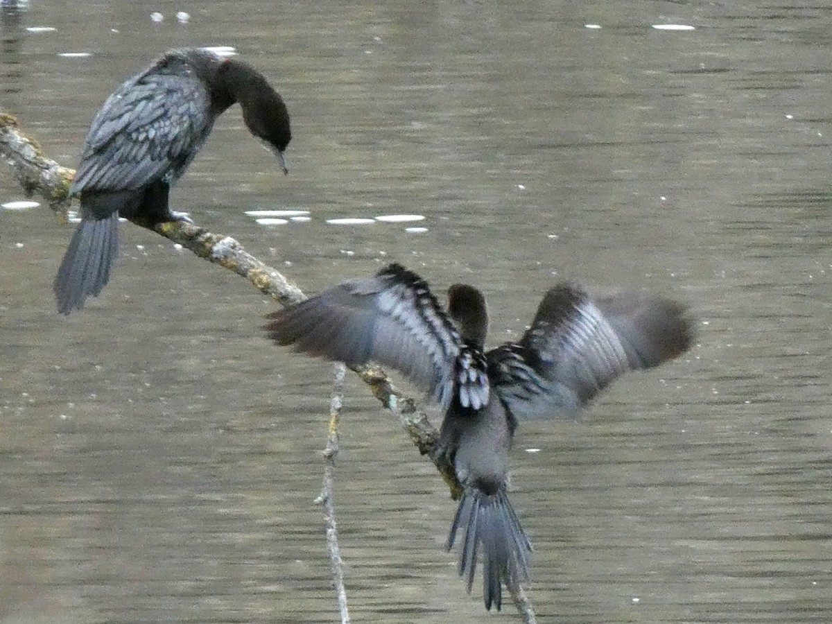 Баклан малий - ML646406285