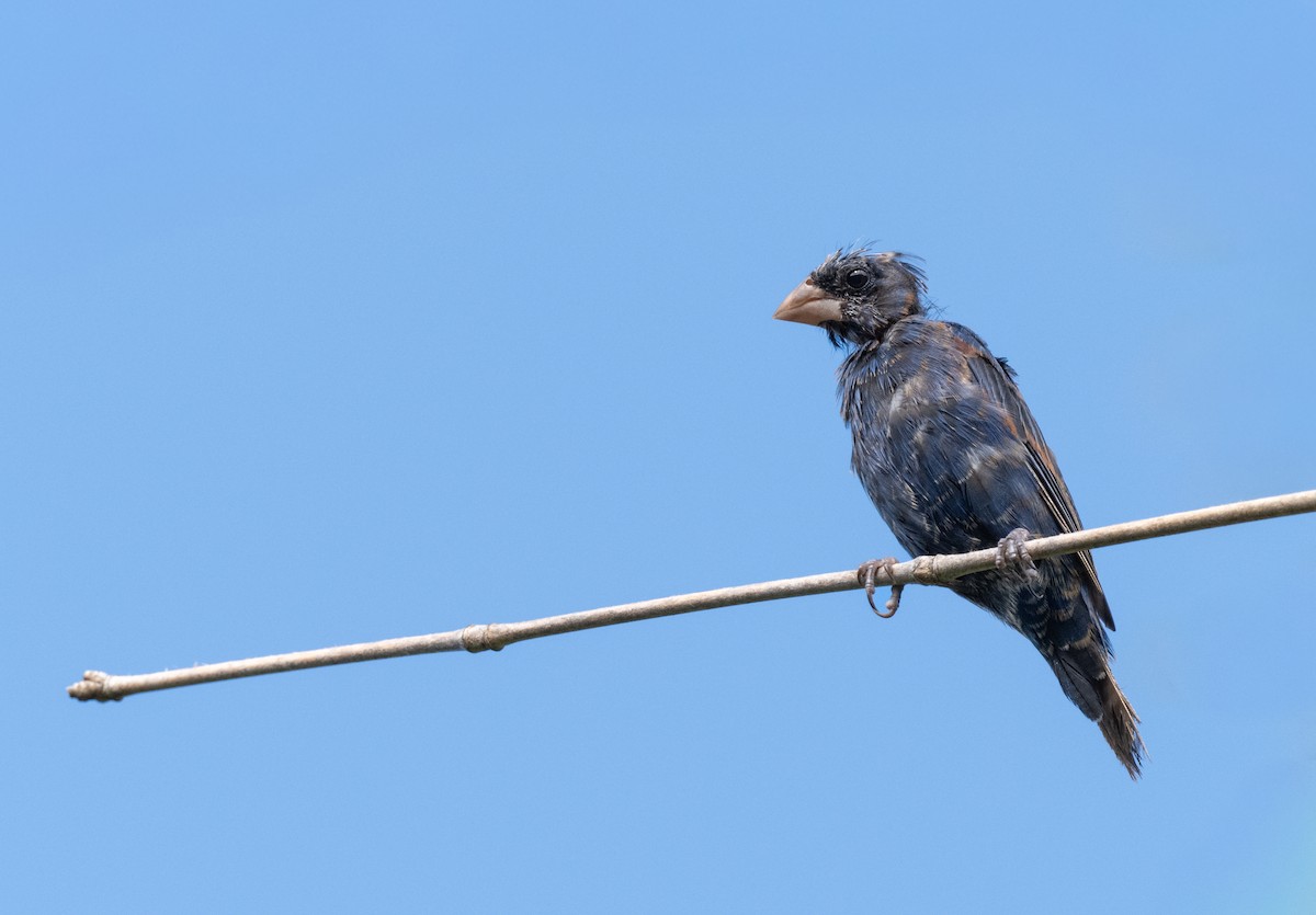 papežík modrý - ML646406287