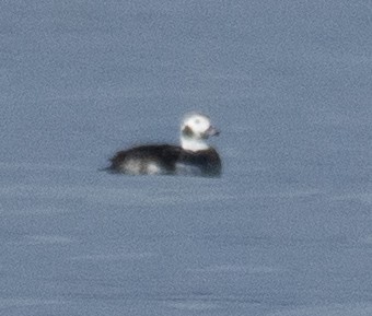 Long-tailed Duck - ML646406291