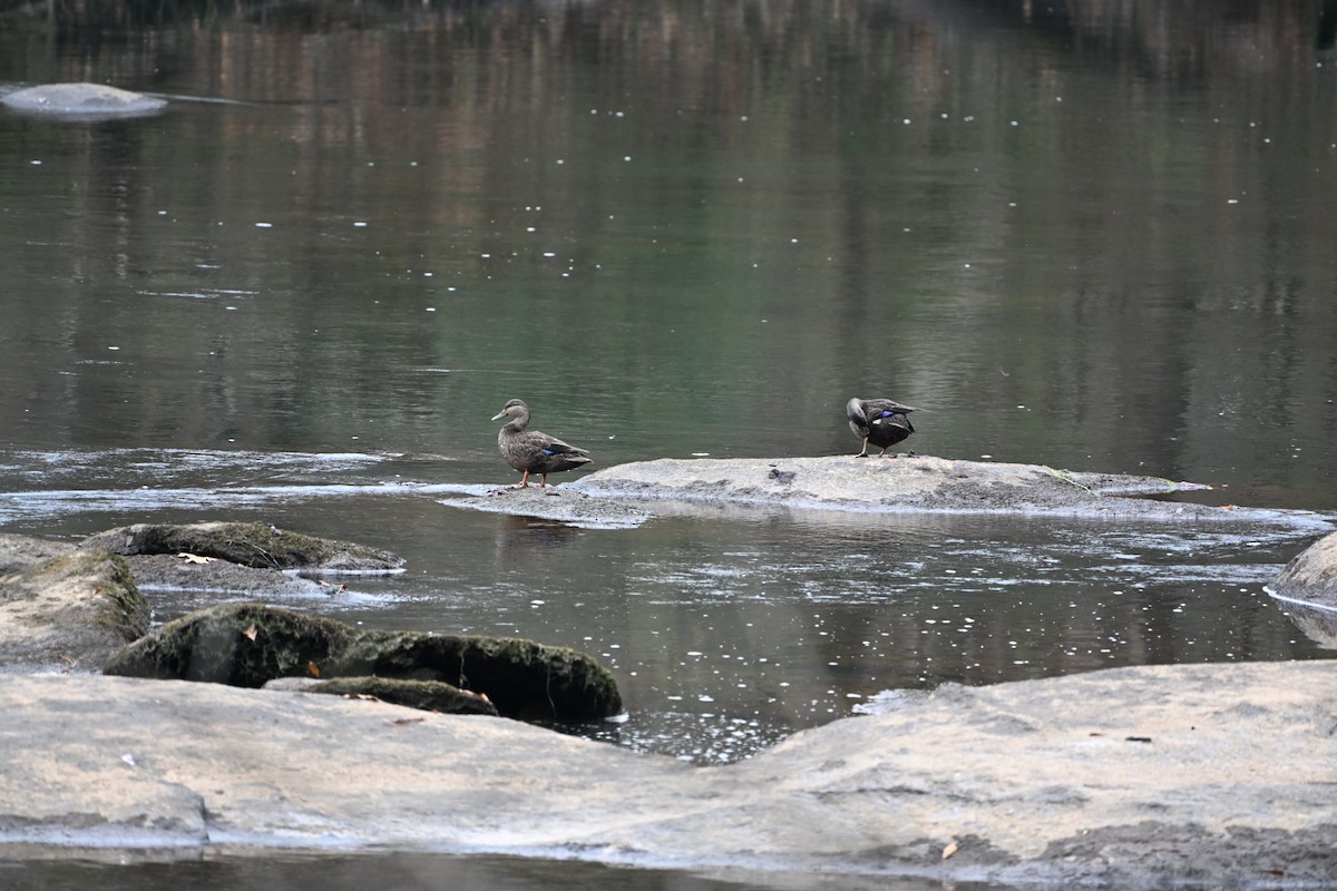 Американская кряква - ML646406294