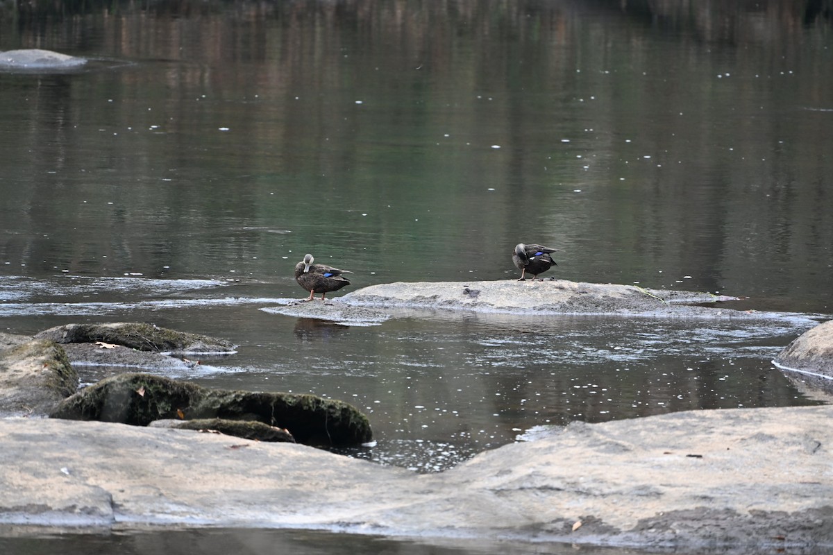 Американская кряква - ML646406295