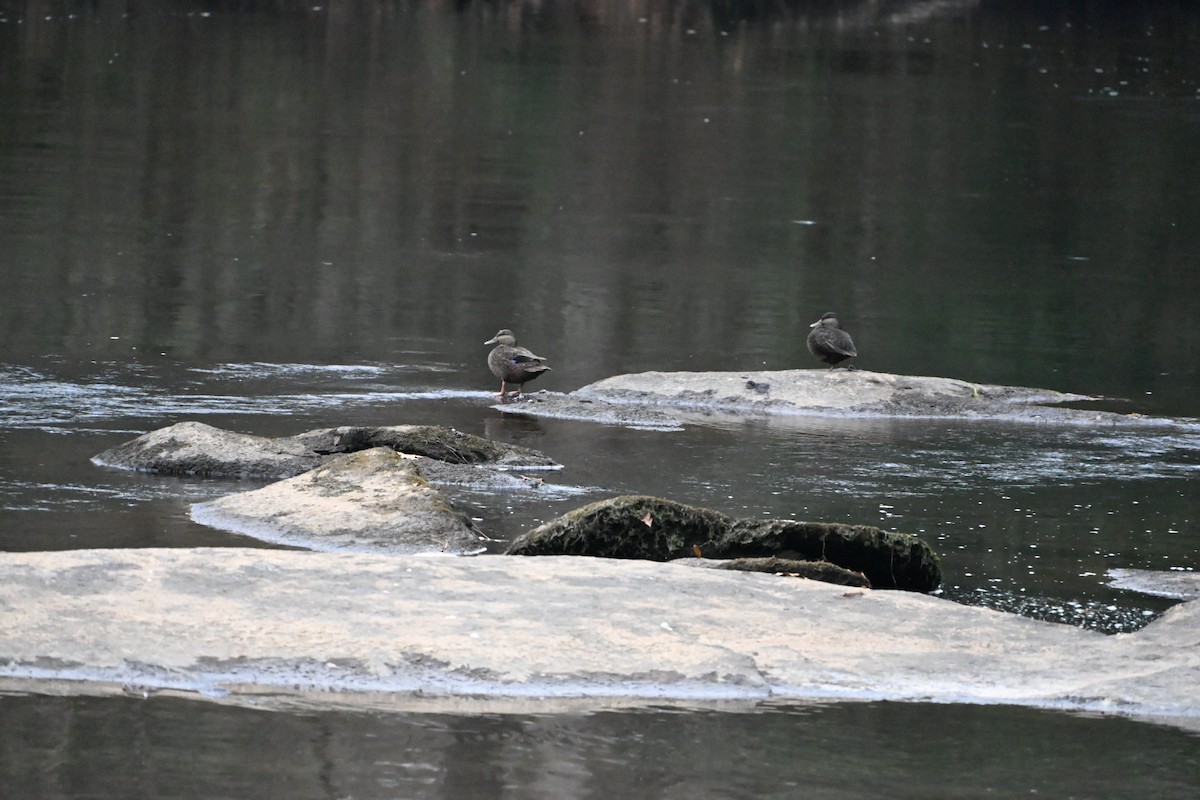 Американская кряква - ML646406296