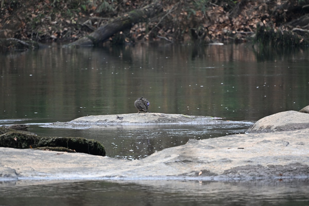 Американская кряква - ML646406297