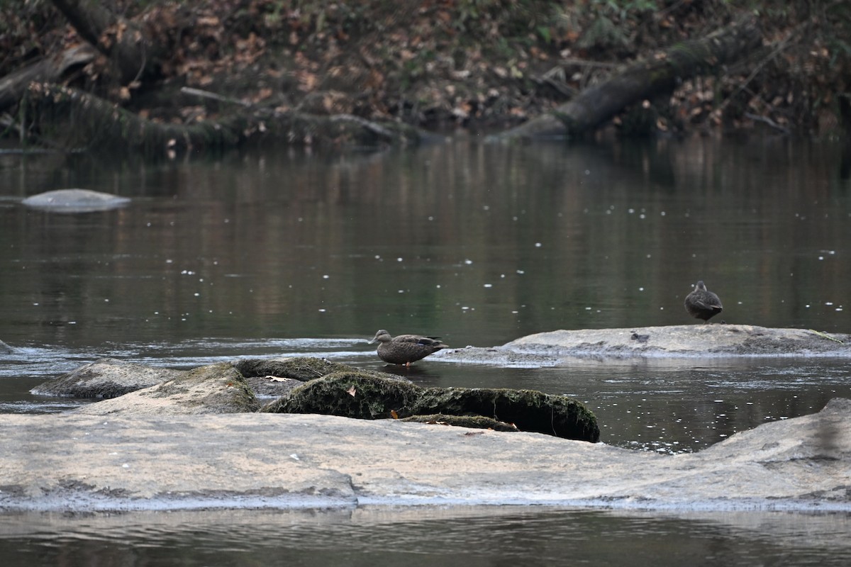 Американская кряква - ML646406298