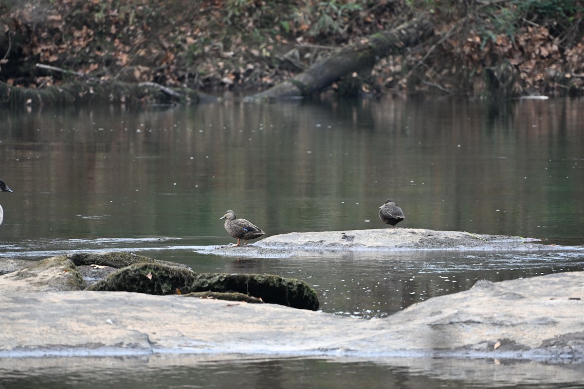 Американская кряква - ML646406299