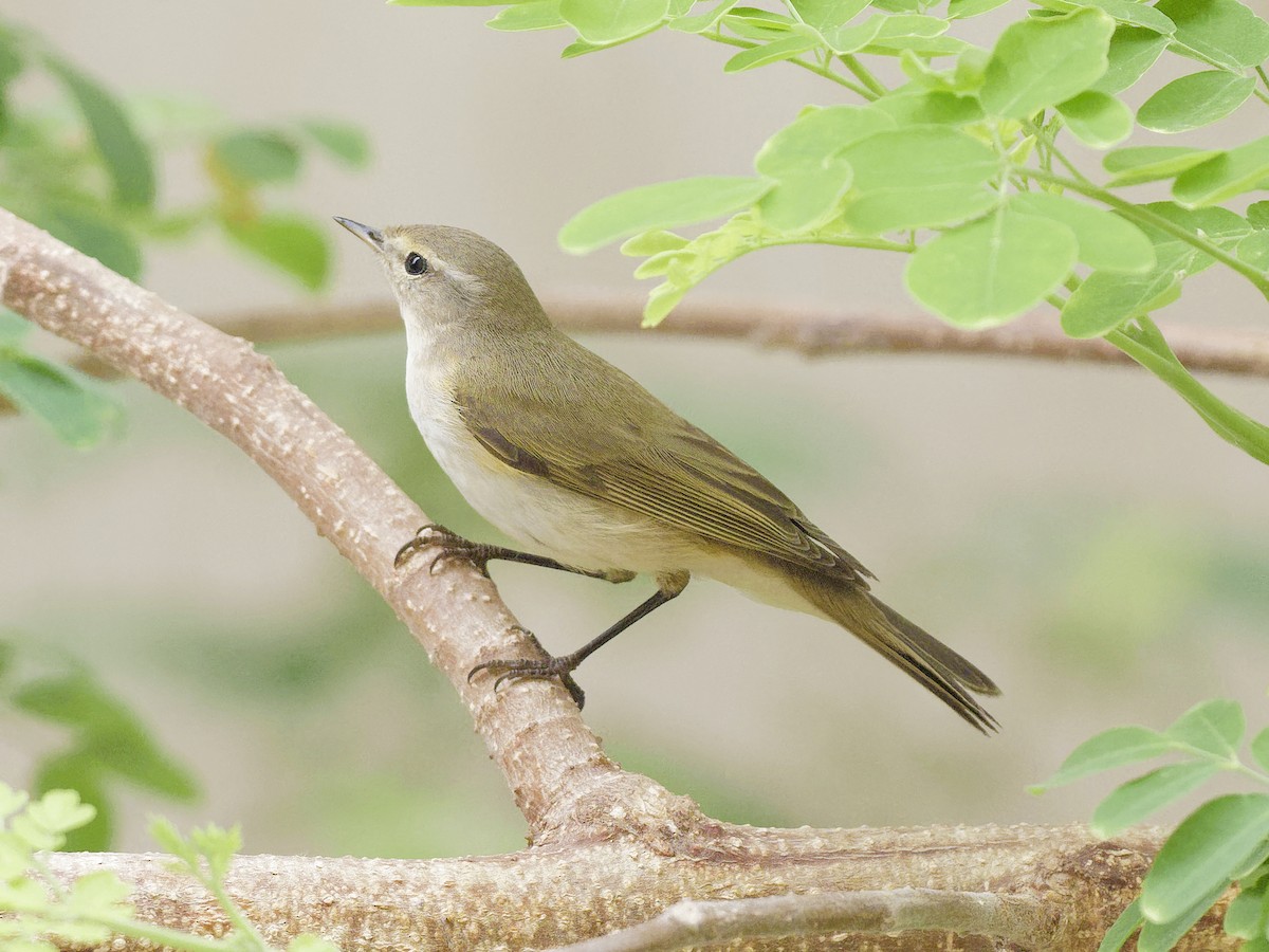 Ногоон дууч шувуу - ML646406301