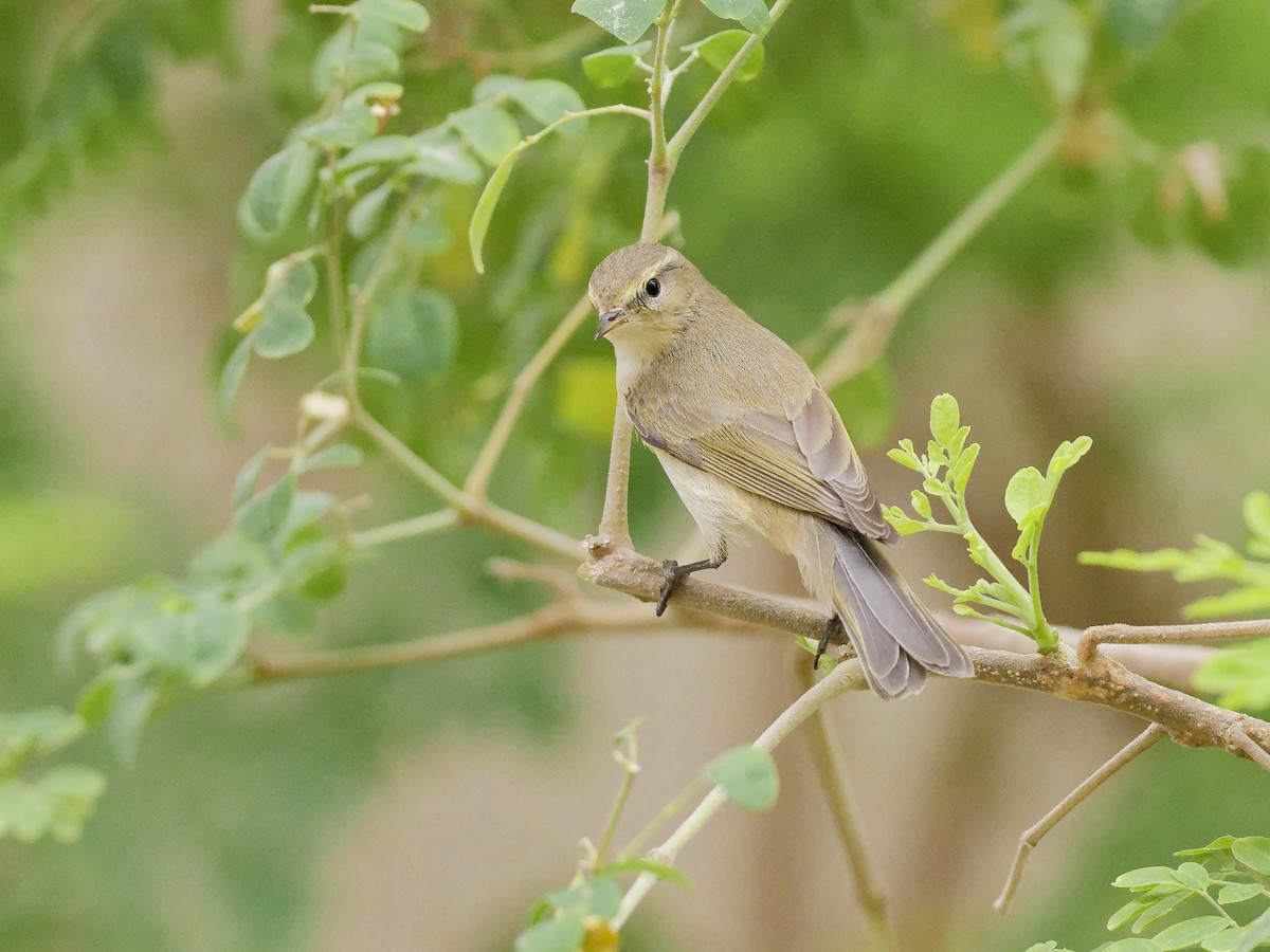 Ногоон дууч шувуу - ML646406302