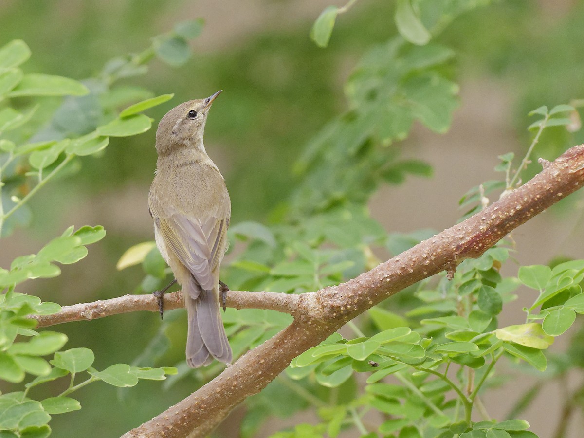 Ногоон дууч шувуу - ML646406303