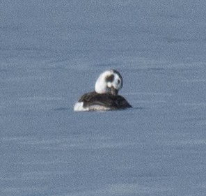 Long-tailed Duck - ML646406304