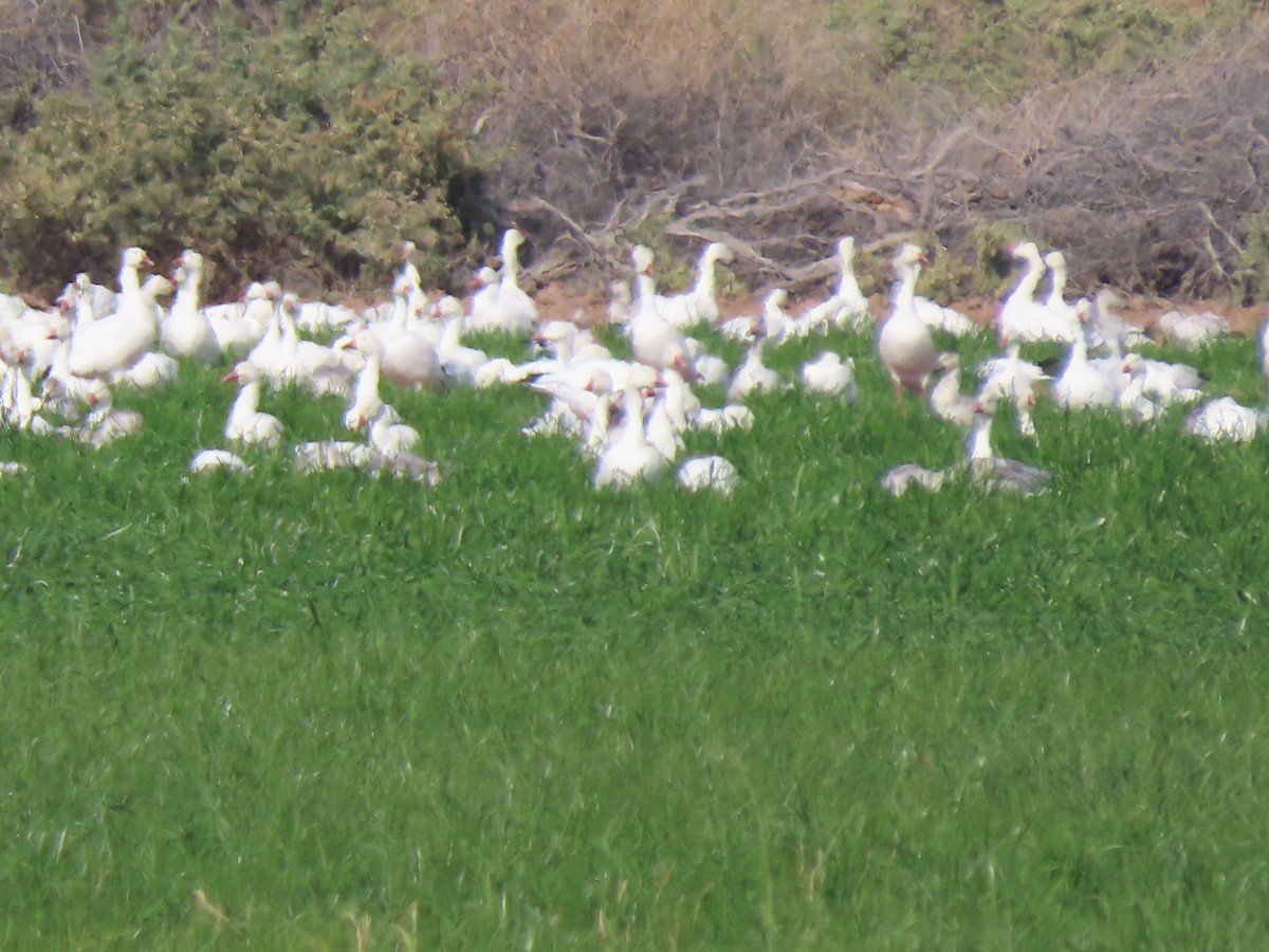 Oca delle nevi - ML646406307