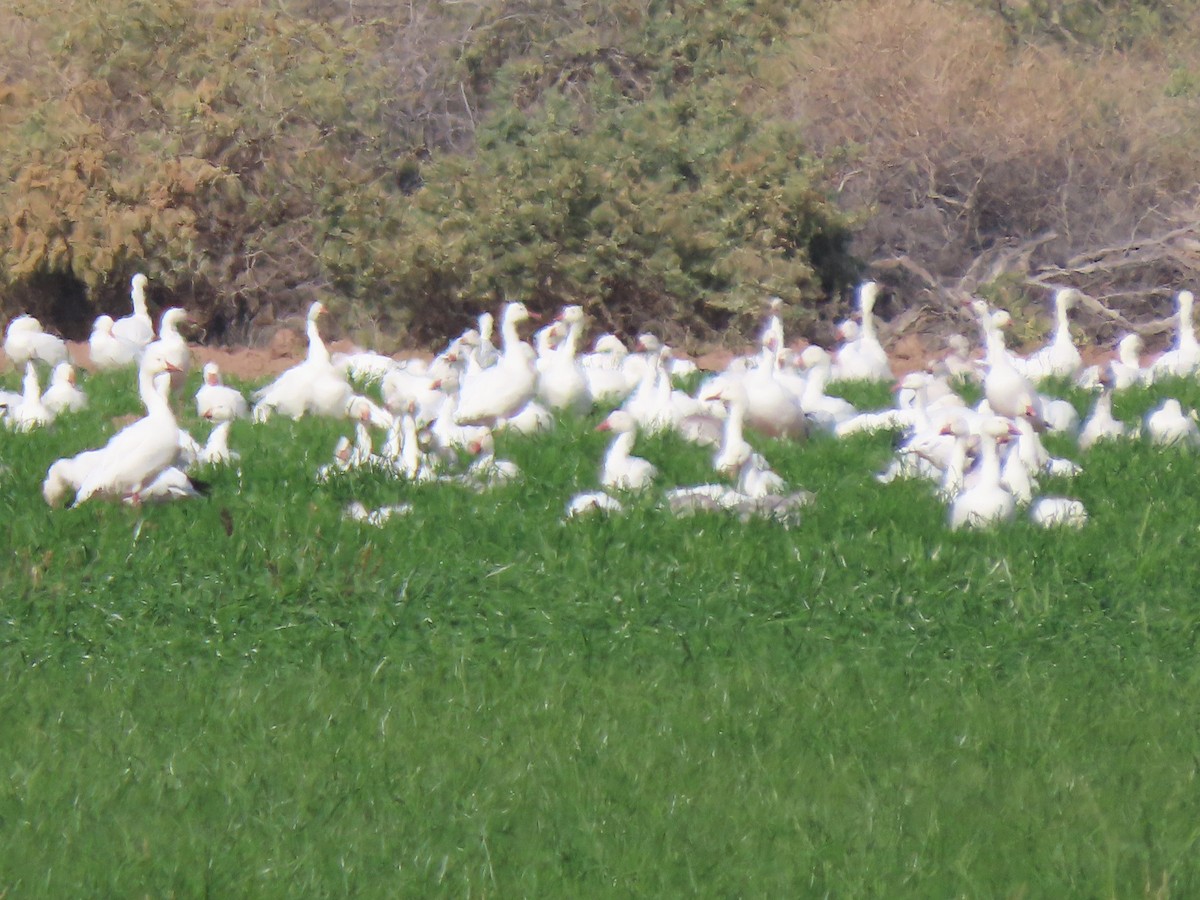 Oca delle nevi - ML646406308