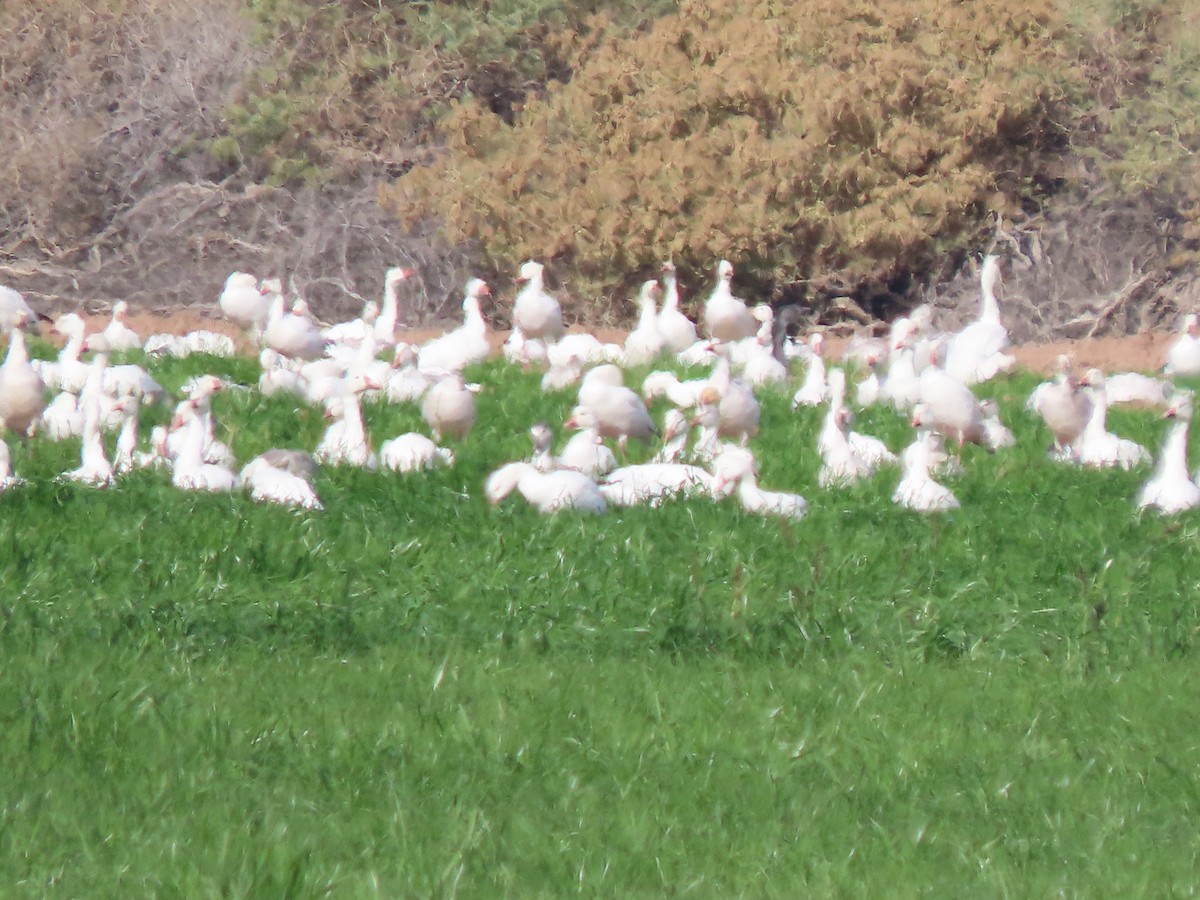 Oca delle nevi - ML646406309