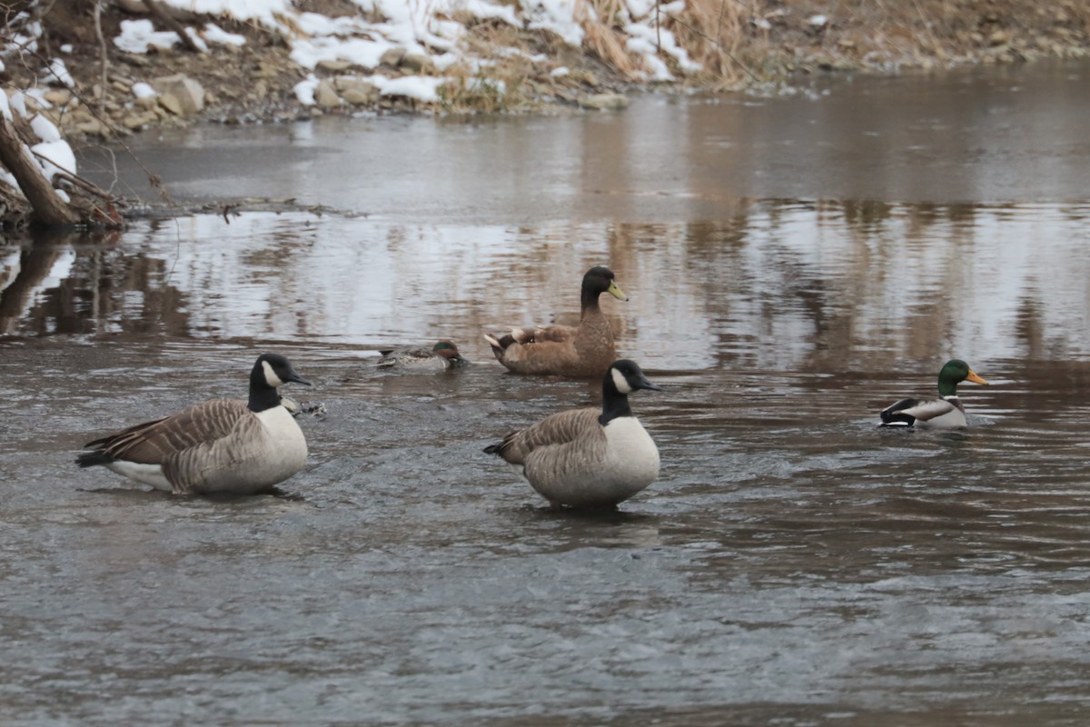 Canada Goose - ML646406317
